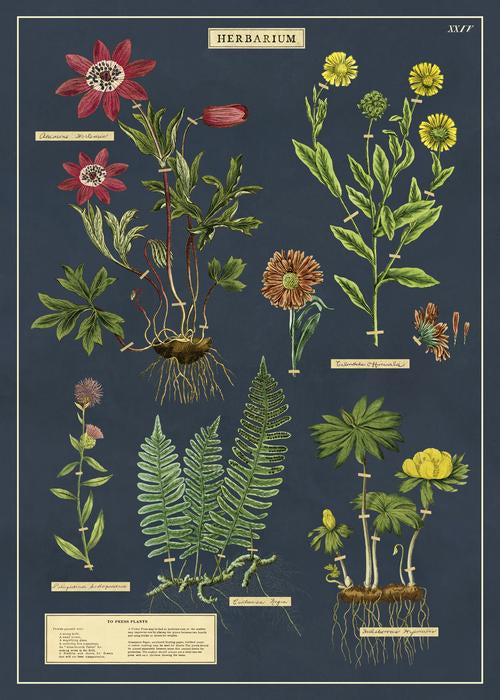 Herbarium Botany Chart Poster