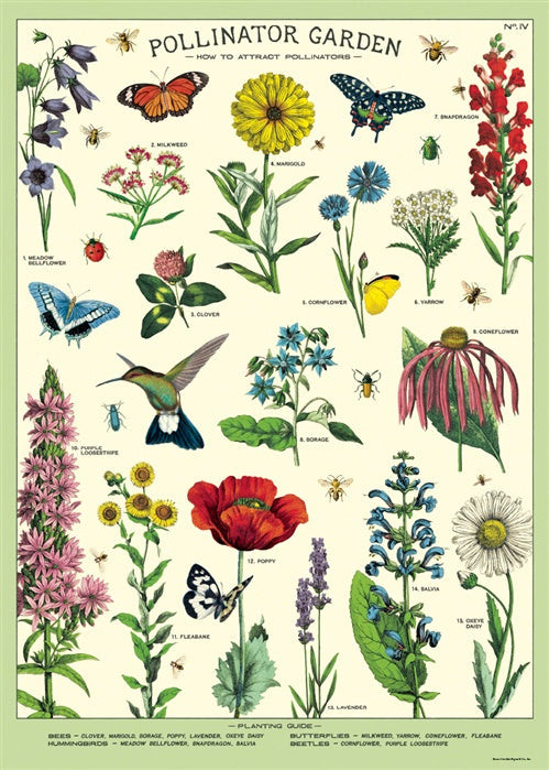 Pollinators Vintage Style Botany Chart Poster