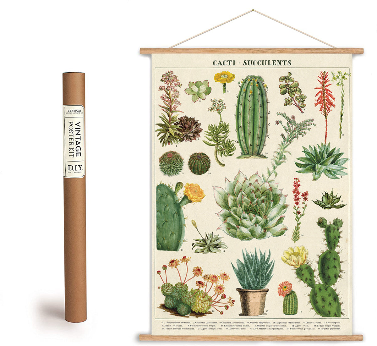 vintage succulent prints Cacti & Succulents Print Botany Poster – Rua