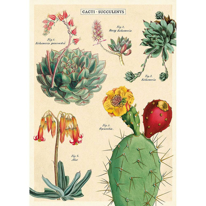 Cacti & Succulents 2 Print Botany Poster