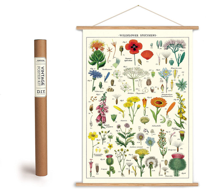 Wildflowers Botany Chart Poster