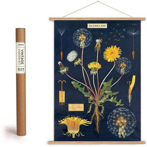 Dandelion Print Botany Poster