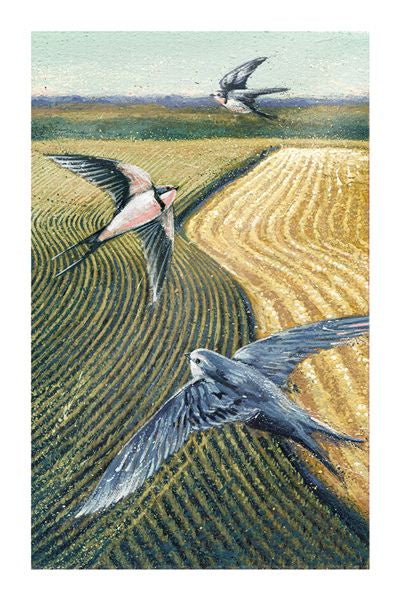 Swallows Box of 10 Luxury Notecards