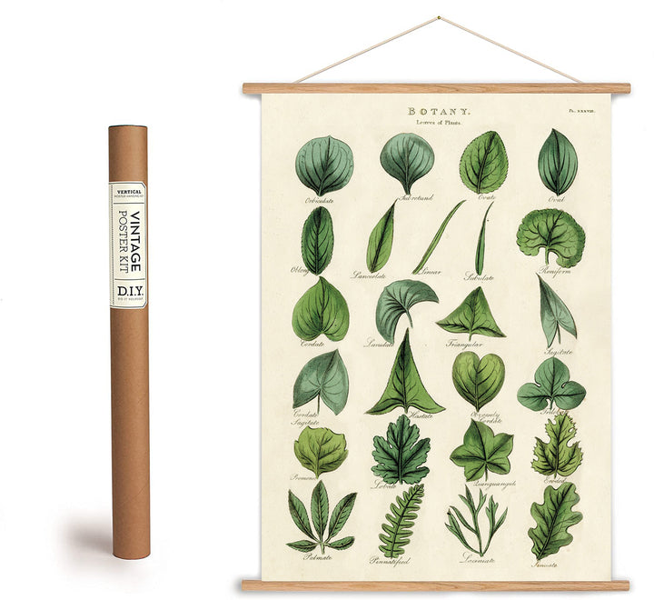 Botanical Leaves Botany Print Poster