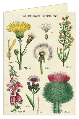 Wildflowers Blank Botanical Greeting Card